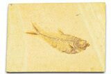 Detailed Fossil Fish (Diplomystus) - Wyoming #379433-1